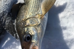 Door County Whitefish